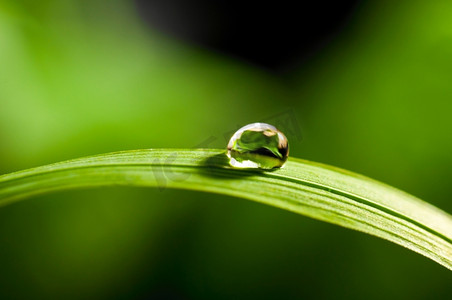 水滴在新鲜的绿草在模糊的背景