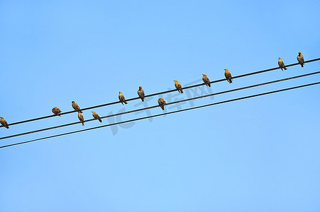那群鸟儿坐在电线上，背靠着天空