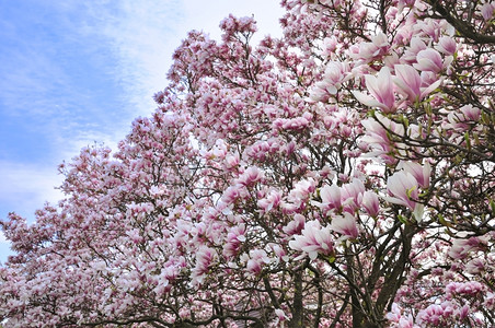 木兰花摄影照片_树上开着粉白相间的玉兰花