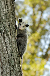 一只小负鼠爬在树上