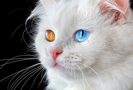 一只五颜六色的眼睛白色猫的肖像。
