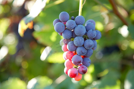 近距离观看意大利北部皮埃蒙特山丘上的红葡萄(内比奥洛葡萄品种)。