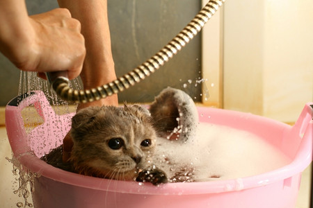 花洒摄影照片_把猫洗在水里弄湿