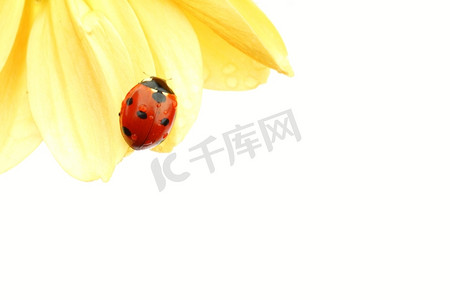 黄花上的瓢虫孤立的白色背景