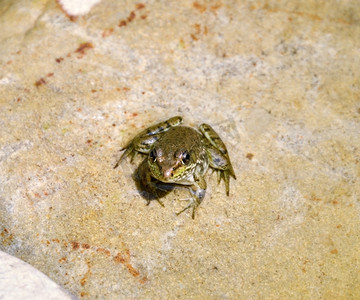 青蛙跳摄影照片_一只小青蛙坐在池塘里的石头上