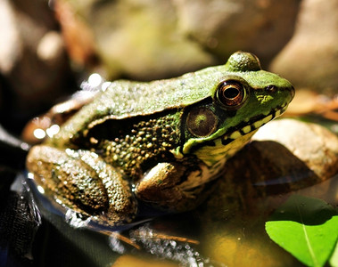 常见水蛙近距离观察