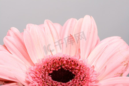 白色微距特写上的粉色非洲菊