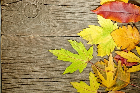 秋天 背景 美 边境 明亮的 棕色（的） 色彩斑斓的 复制 空间 装饰 设计 脏 空 树叶 金 难看的东西