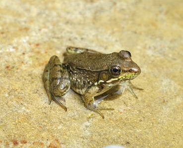 一只小青蛙坐在池塘里的石头上