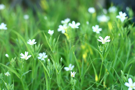 白色春天花植被背景