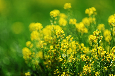 黄色花卉摄影照片_黄色春花宏观特写