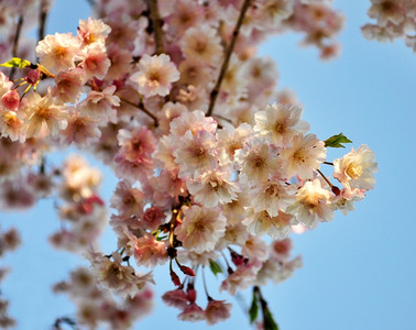 在蓝天的映衬下，粉红色的樱桃树开满了花