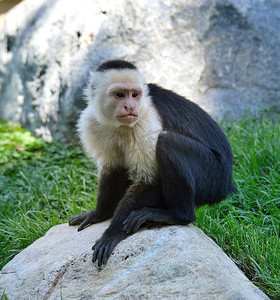 坐在石头上的白喉卷尾猴