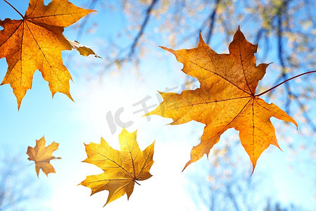 落叶映衬着蓝天和太阳，选择性聚焦