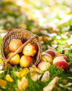 一篮子红色多汁的苹果散落在一片草地上。秋收概念