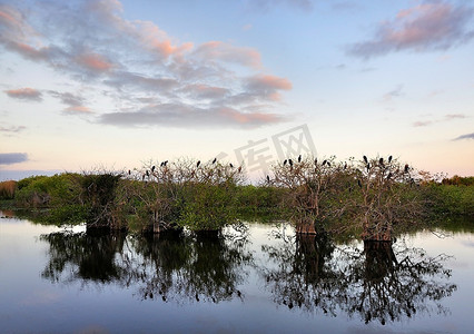 树上的鸟儿摄影照片_夕阳西下的河流和准备睡在树上的鸟儿