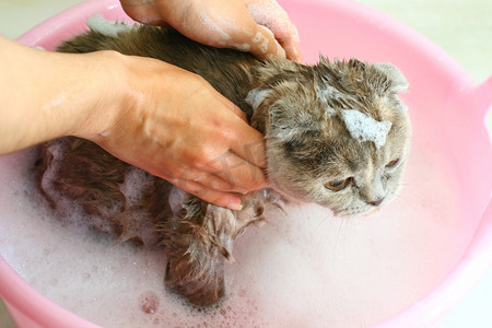 把猫洗在水里弄湿