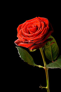 红玫瑰，黑色背景上孤立的水滴