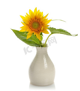 花瓶里的向日葵，白底