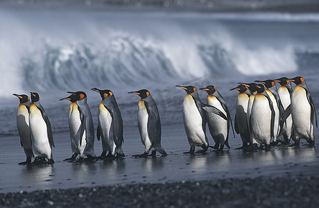 英国，南乔治亚岛，国王企鹅在海滩上行进的殖民地，侧视