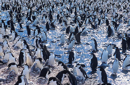 一大群企鹅聚集在冰上