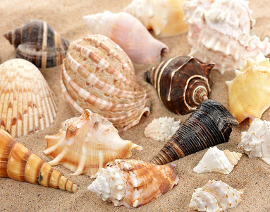 沙滩背景摄影照片_沙滩上的贝壳，特写