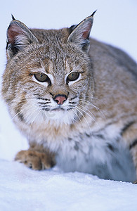 雪地摄影照片_雪地里的野猫