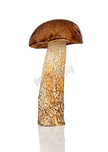 棕摄影照片_白色背景上的棕帽牛肝菌蘑菇
