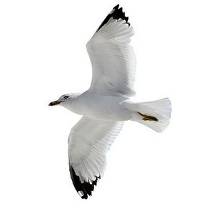 在白色背景上的飞行海鸥。