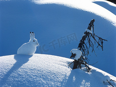 雪鞋野兔