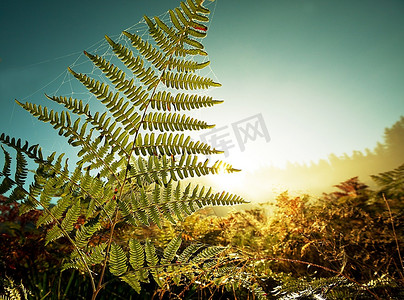 夏威夷风情摄影照片_蕨类