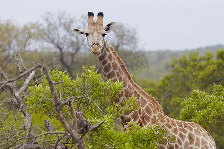 非洲林地里的长颈鹿