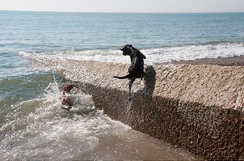 在海里划水的狗