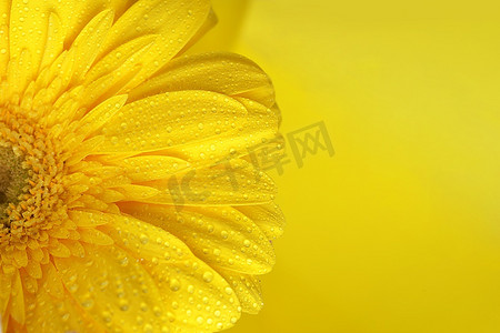 黄色花卉摄影照片_黄色非洲菊花特写背景