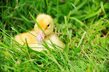 可爱的毛茸茸的复活节小鸭坐在草地上。