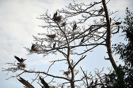 法案摄影照片_鸬鹚栖息在树枝上的一棵死树的背景傍晚的天空