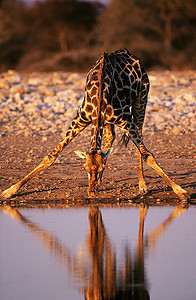 马赛长颈鹿(长颈鹿)在水坑里饮水