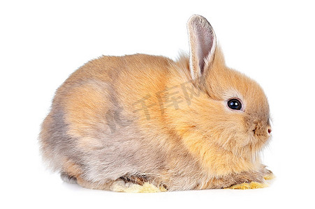 宠物兔子摄影照片_隔离在白色背景上的可爱兔子