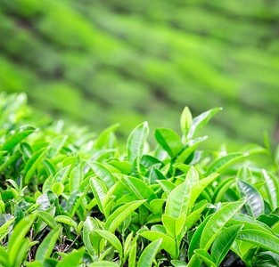 种茶摄影照片_印度喀拉拉穆纳尔茶园景观。