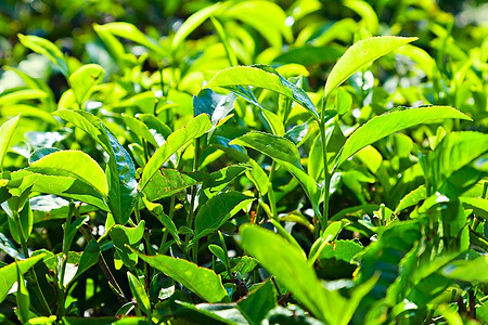 茶园里的茶叶，印度