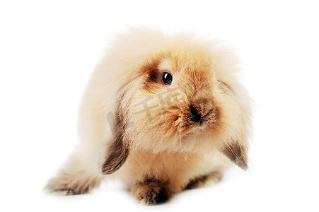 复活节摄影照片_隔离在白色上的可爱的小兔子