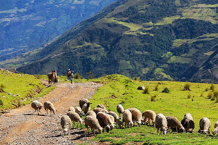 玻利维亚的绵羊