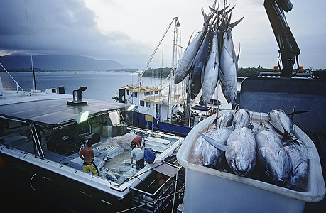金枪鱼鱼在集装箱渔船，黎明，凯恩斯，澳大利亚