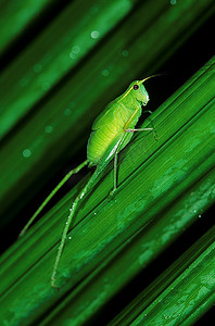 孤寂摄影照片_植物上的绿色昆虫
