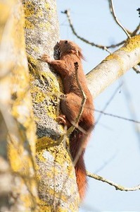 一只红松鼠在爬树
