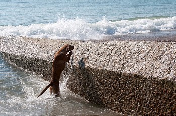 在海里划水的狗