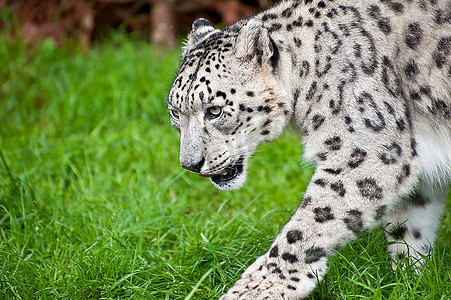雪豹圈养大猫美丽画像