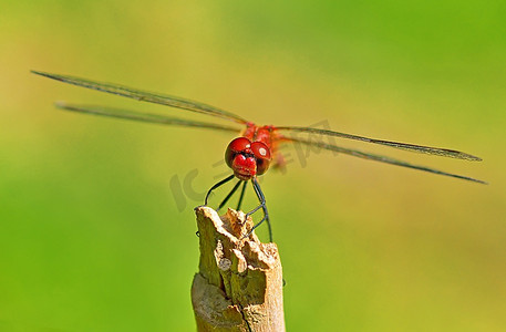 一只红色的蜻蜓在自然界中飞舞