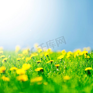 田野上美丽的黄色蒲公英花朵