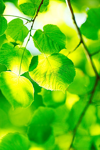 梧桐树叶子摄影照片_阳光明媚的日子，梧桐树美丽的叶子特写
